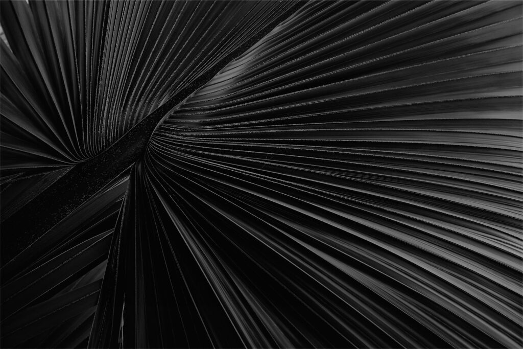 Close-up of a dark palm leaf with radiating lines